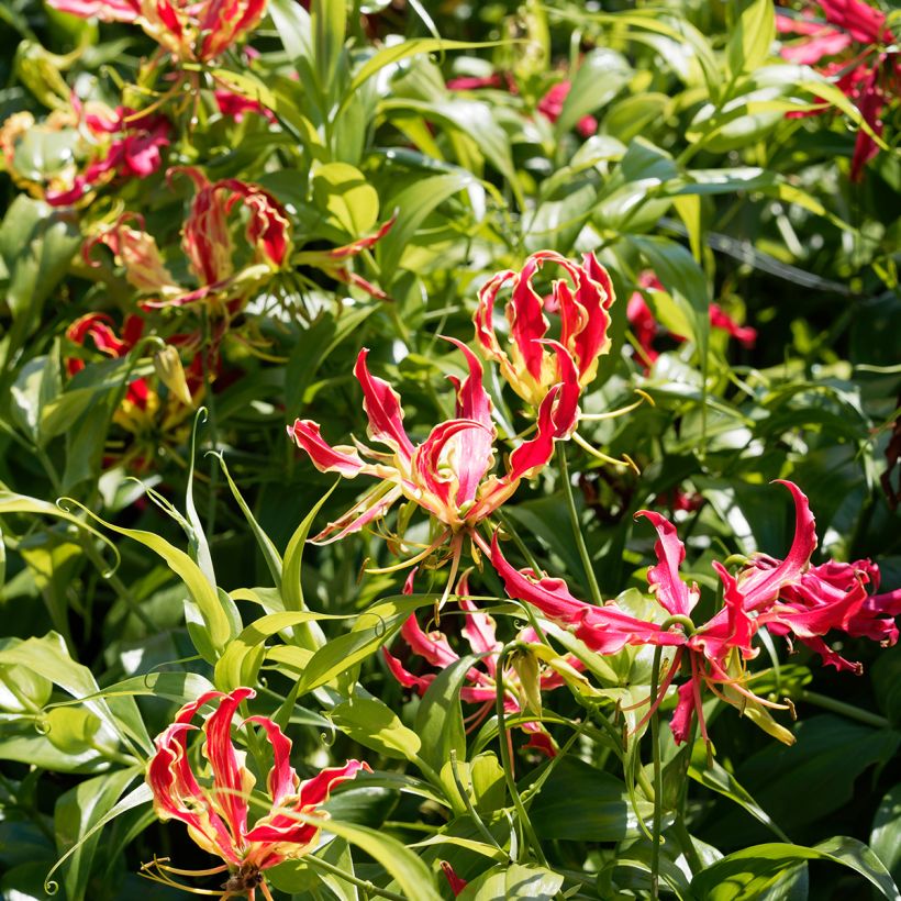 Gloriosa superba var. rothschildiana - Bandera española (Porte)