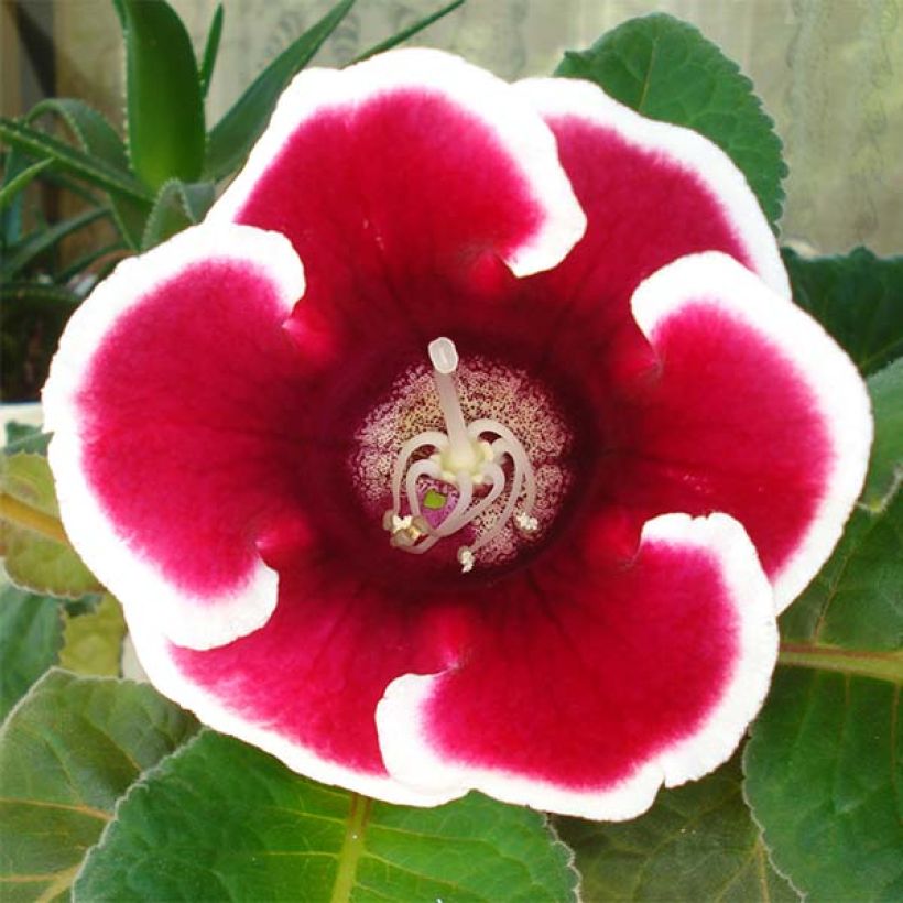 Gloxinia speciosa Kaiser Friedrich (Floración)