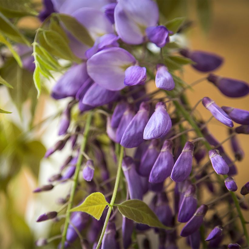 Wisteria brachybotrys Yokohama Fuji - Glicinia (Floración)