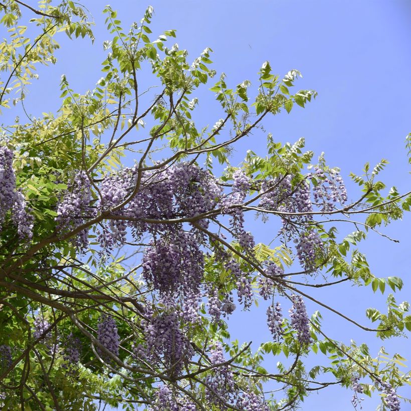 Wisteria brachybotrys Yokohama Fuji - Glicinia (Porte)