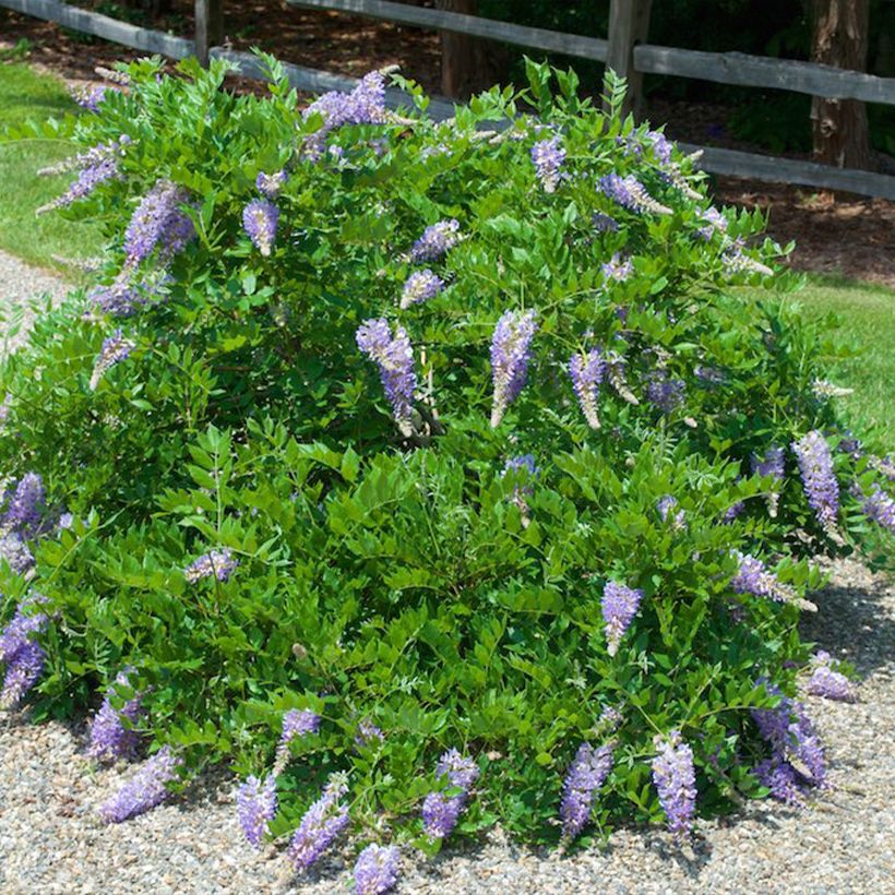 Wisteria macrostachya Aunt Dee - Glicina de Kentucky (Porte)