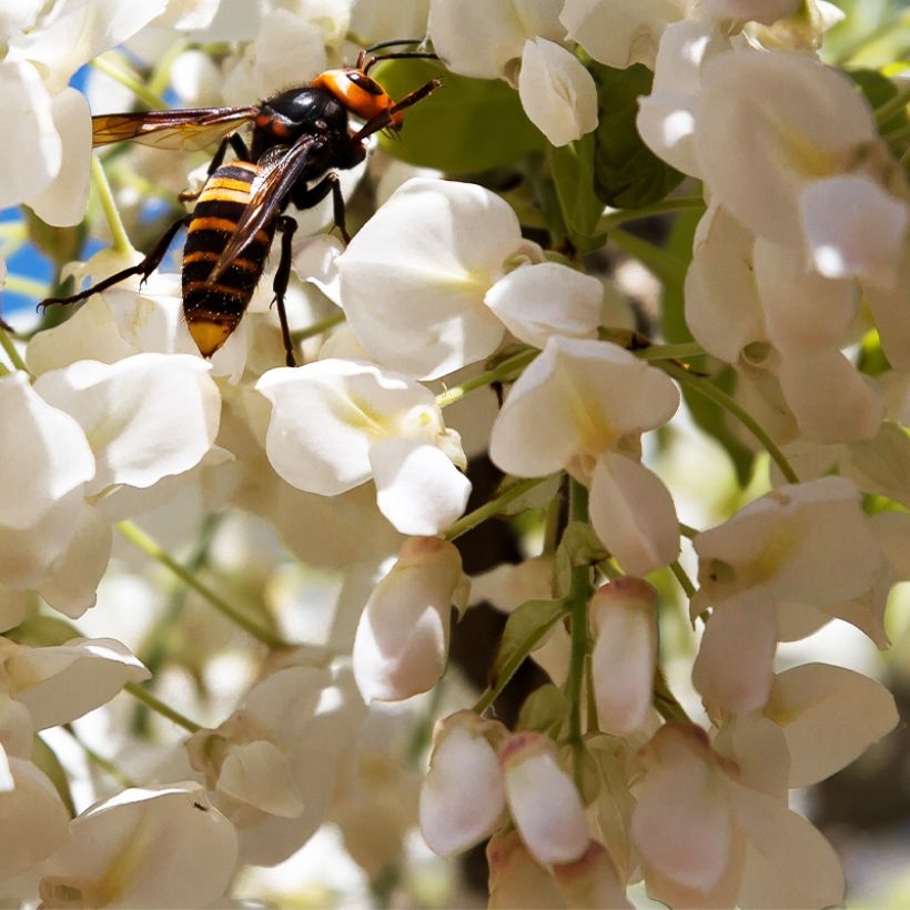 Wisteria frutescens var. macrostachya Clara Mack - Glicina americana (Floración)