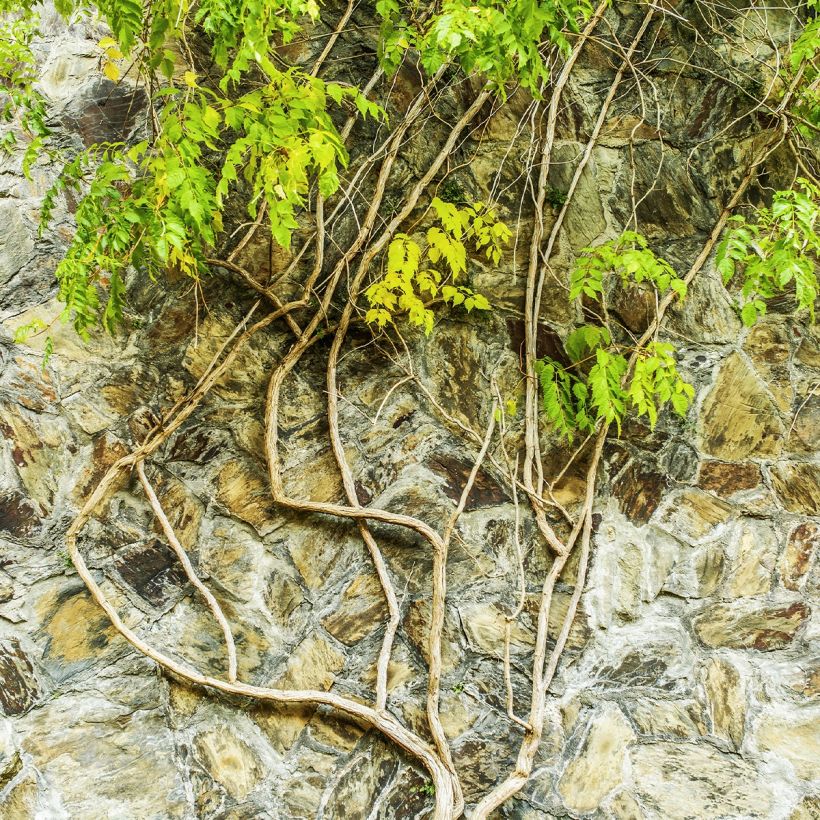 Wisteria frutescens var. macrostachya Clara Mack - Glicina americana (Porte)