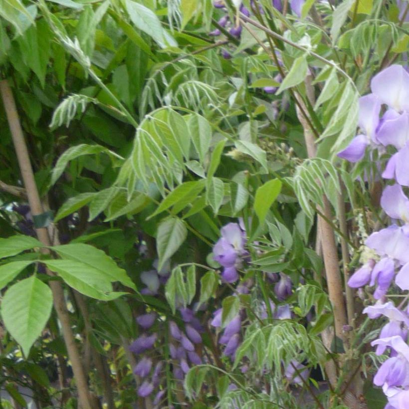 Wisteria sinensis Caroline - Glicinia (Follaje)