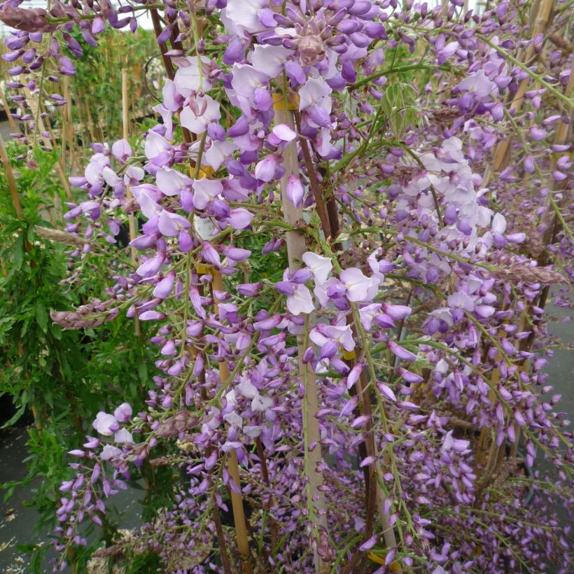 Wisteria sinensis Caroline - Glicinia (Floración)