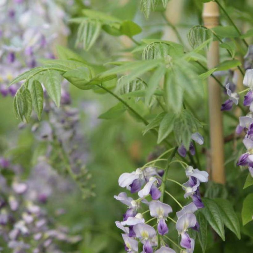 Wisteria sinensis Prolific - Glicinia (Follaje)