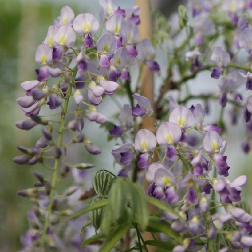 Wisteria sinensis Prolific - Glicinia (Floración)