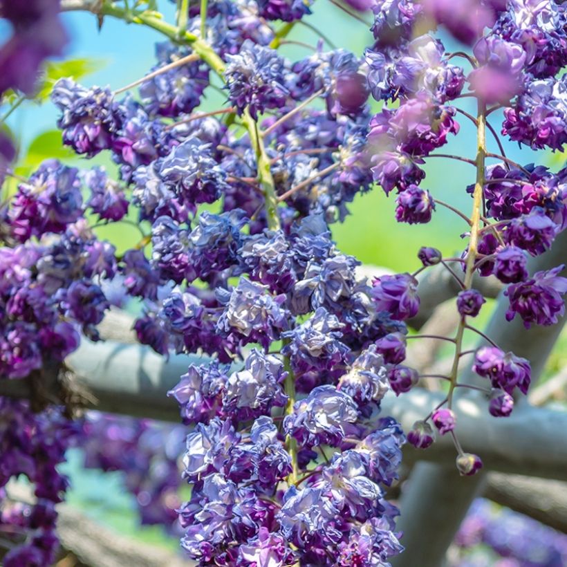 Wisteria sinensis Flore Pleno - Glicinia (Floración)