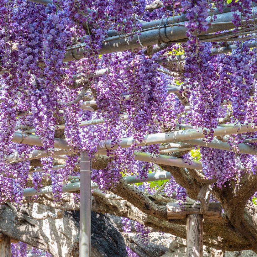 Wisteria sinensis Flore Pleno - Glicinia (Porte)