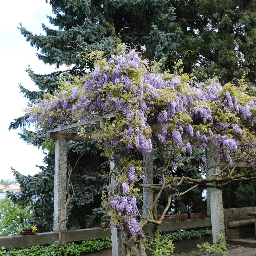 Wisteria frutescens - Glicina americana (Porte)