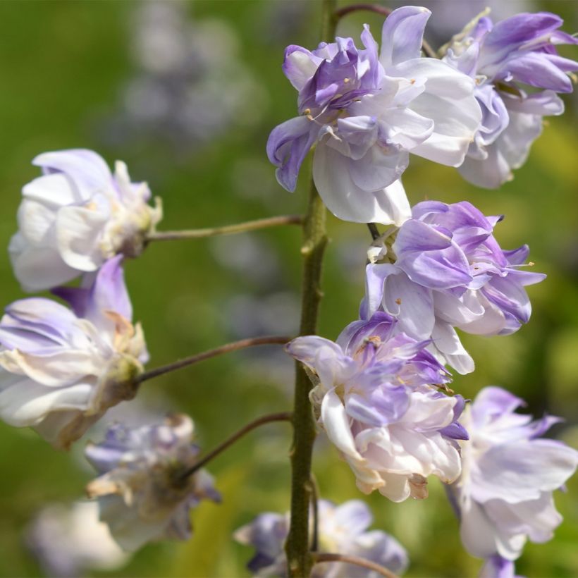 Wisteria floribunda Ed's Blue Dragon - Glicinia japonesa (Floración)