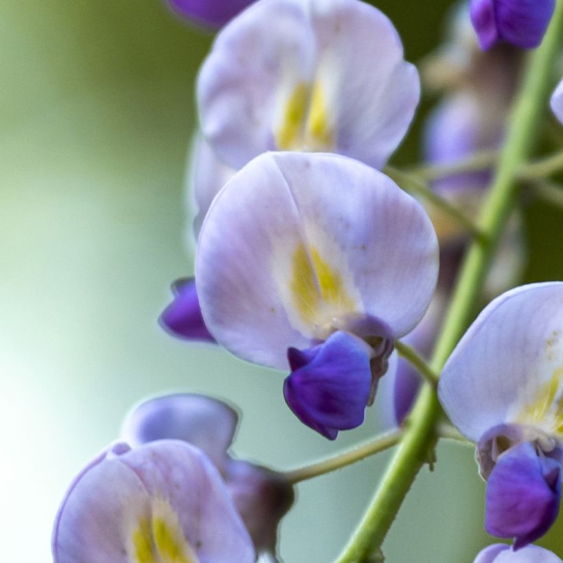 Wisteria floribunda Premature - Glicinia japonesa (Floración)