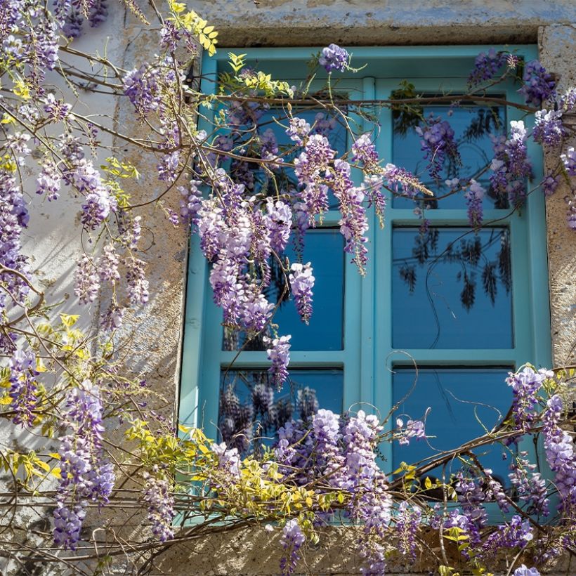 Wisteria floribunda Premature - Glicinia japonesa (Porte)