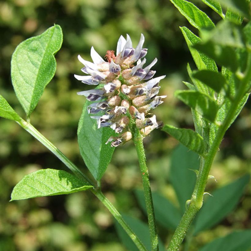 Regalicia - Glycyrrhiza glabra (Floración)