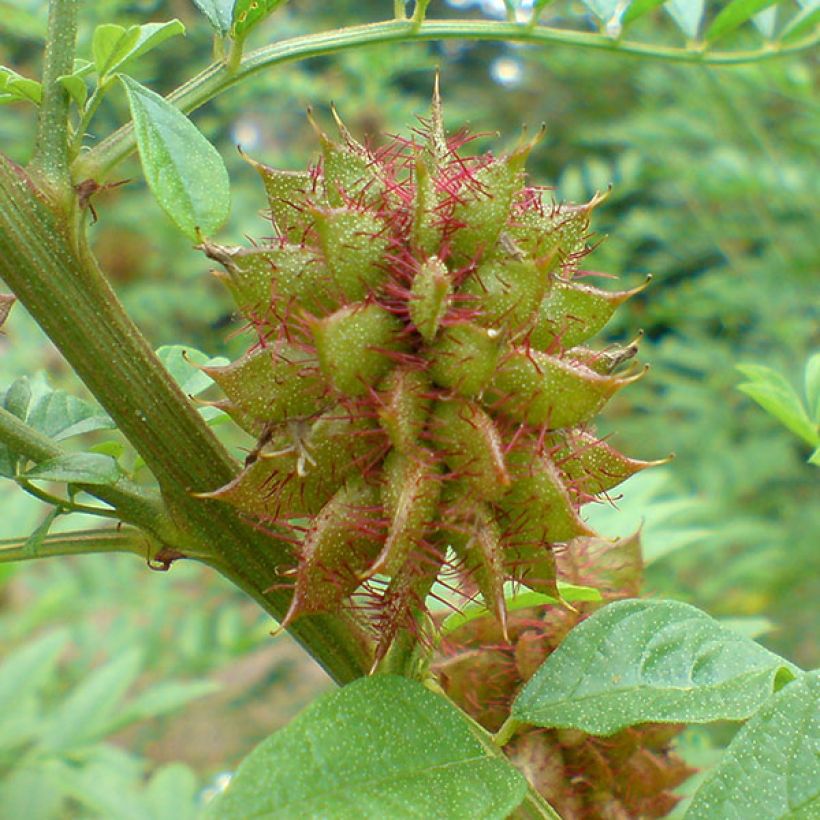 Regalicia - Glycyrrhiza glabra (Cosecha)