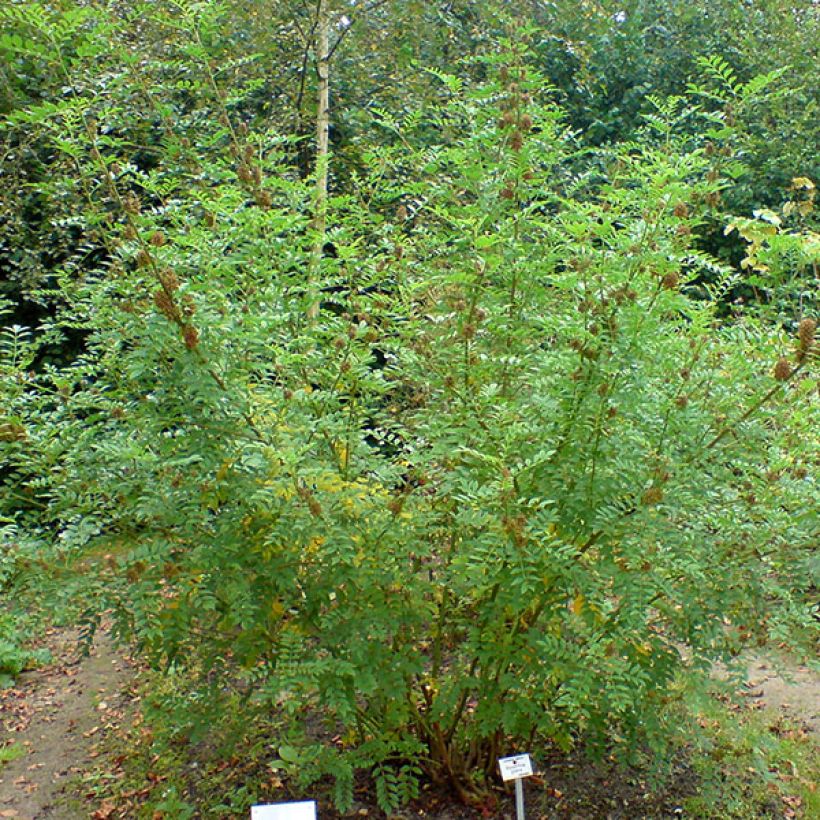 Regalicia - Glycyrrhiza glabra (Porte)