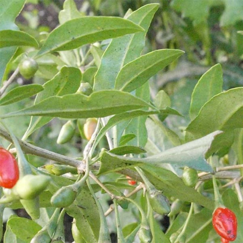 Goji Big Lifeberry (Follaje)