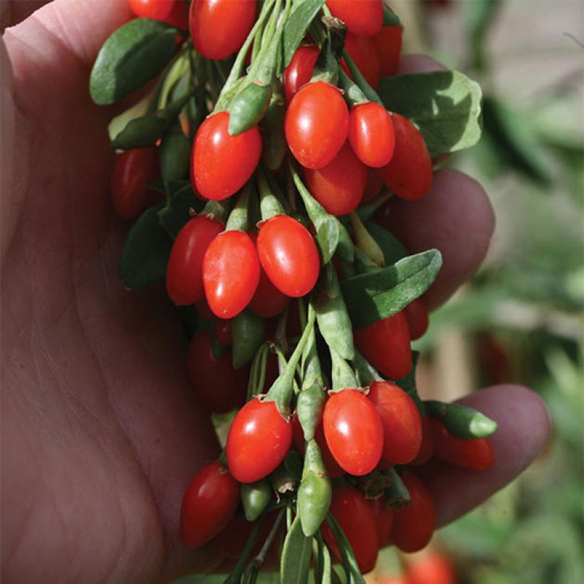 Goji Big Lifeberry (Floración)