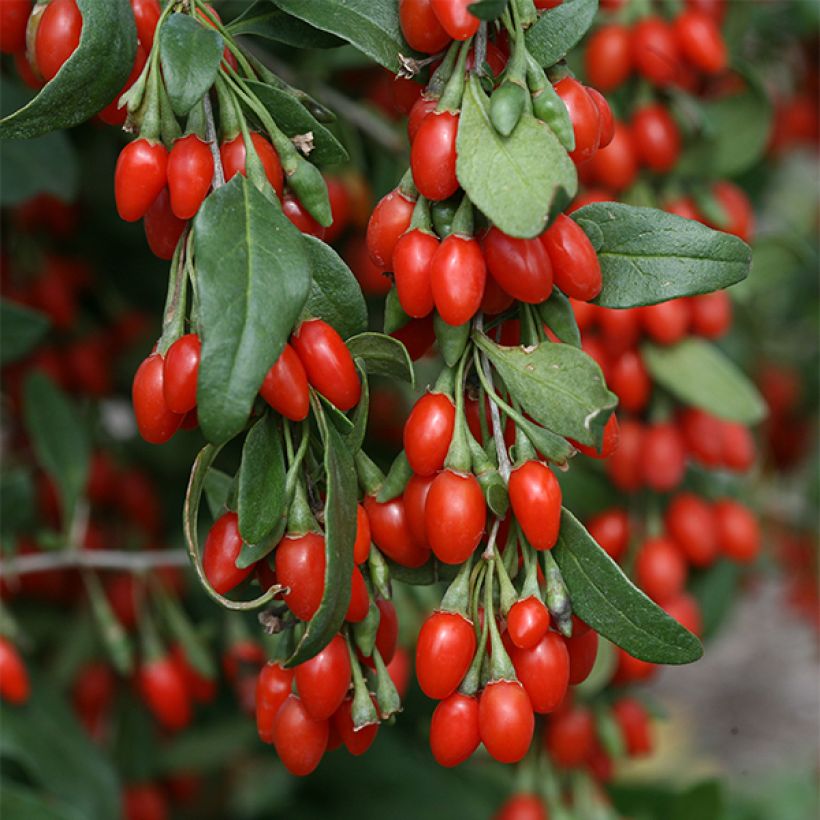 Goji Sweet Lifeberry (Floración)