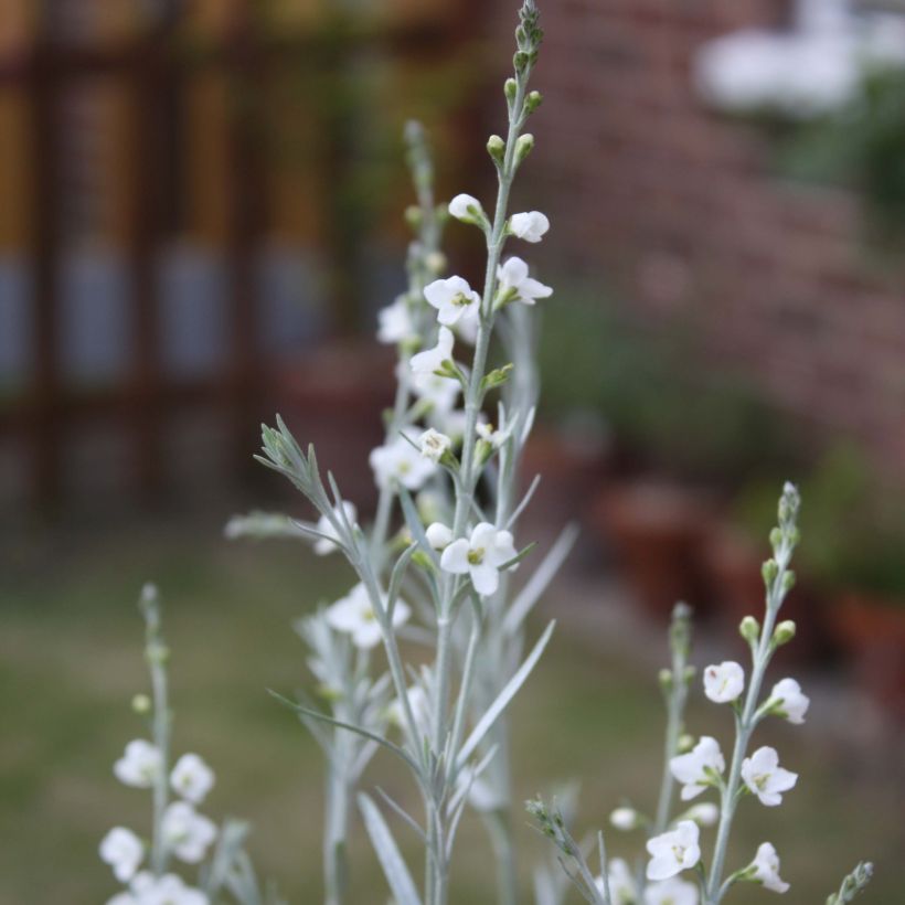 Gomphostigma virgatum White Candy (Floración)