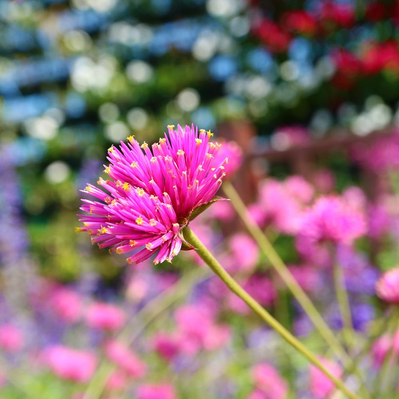 Gomphrena pulchella Truffula Pink (Floración)