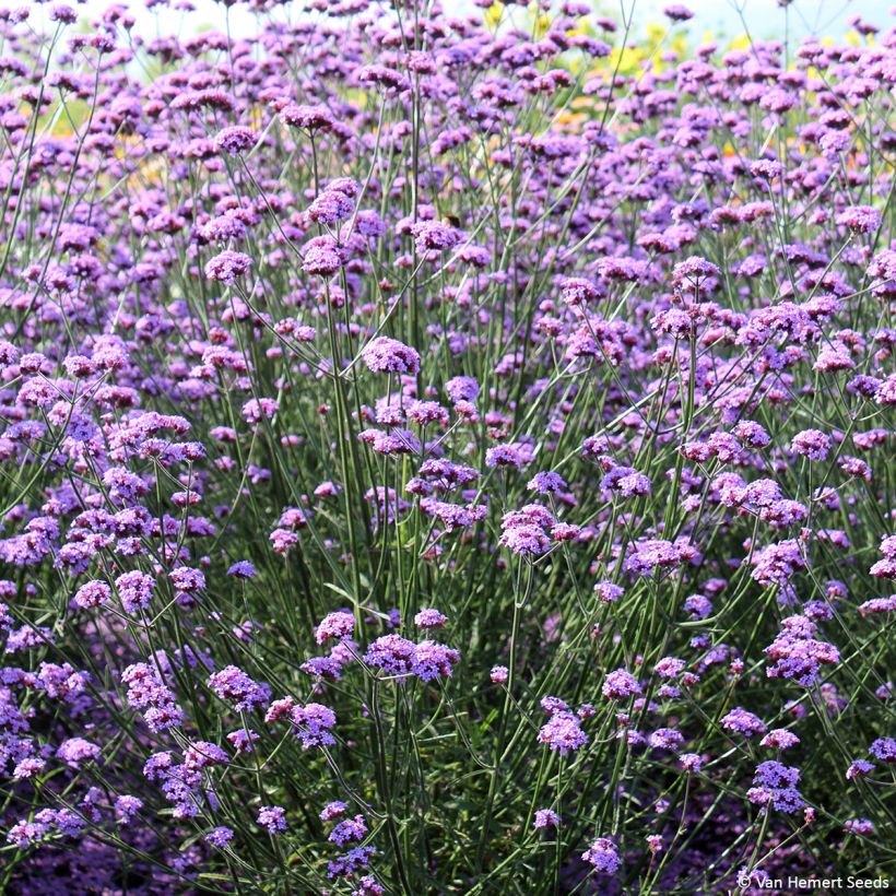 Hierba mora Vanity (semillas) - Verbena bonariensis (Porte)