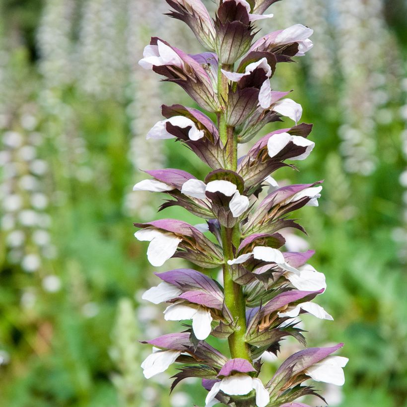 Acanto - Acanthus mollis (semillas) (Floración)