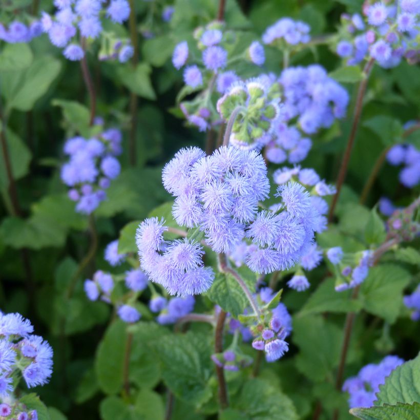 Ageratum houstonianum Bouquet Bleu (semillas) (Floración)