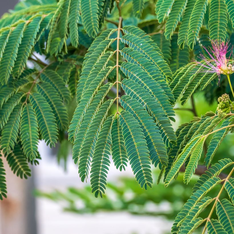 Acacia de Constantinopla (semillas) - Albizia julibrissin (Follaje)