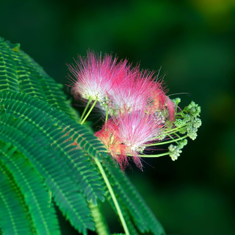 Acacia de Constantinopla (semillas) - Albizia julibrissin (Floración)