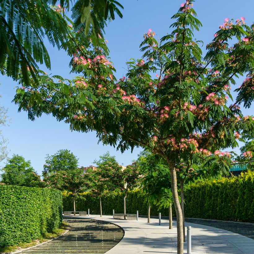 Acacia de Constantinopla (semillas) - Albizia julibrissin (Porte)