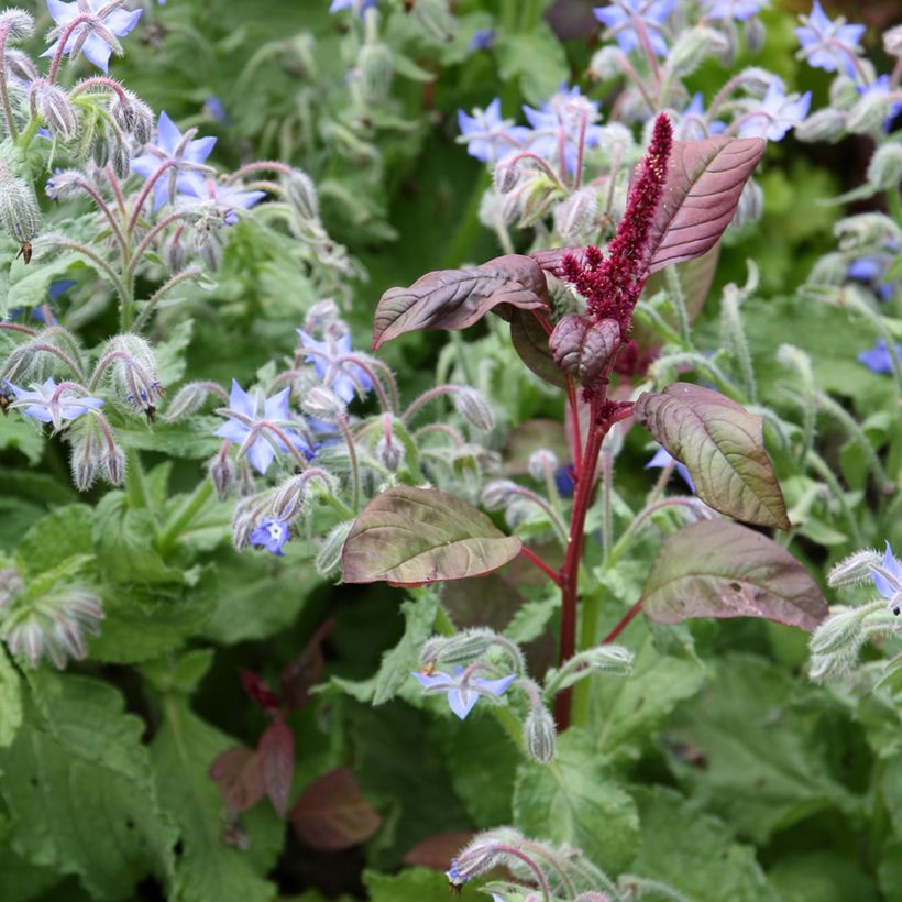 Amaranthus hybridus subsp. cruentus Velvet Curtains (Floración)