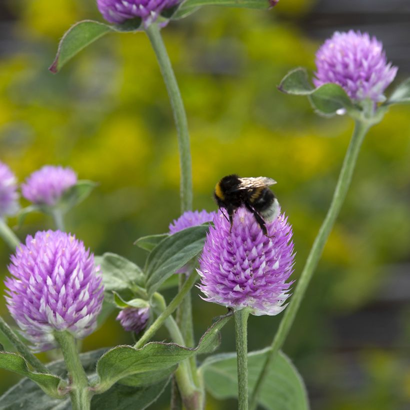 Gomphrena globosa Lavender Lady (Floración)