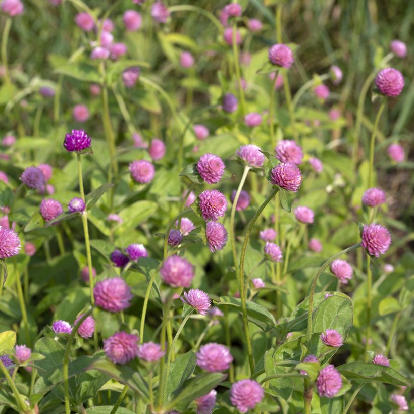 Gomphrena globosa Salmon Pastel (Floración)