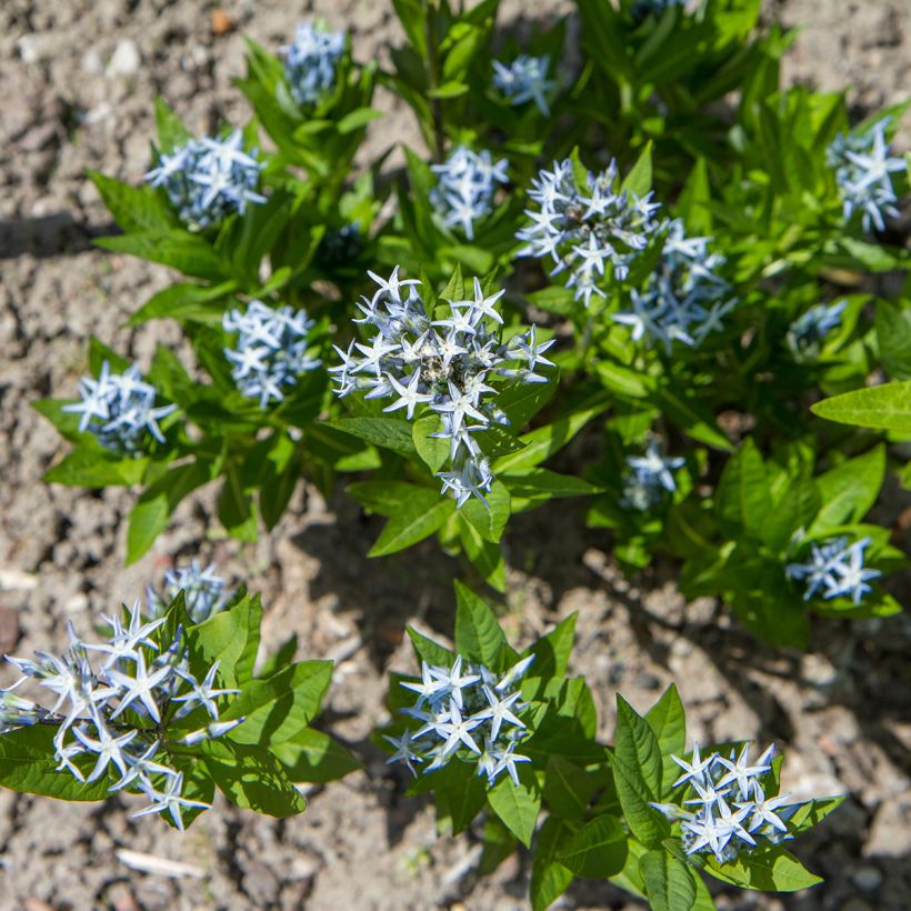 Amsonia tabernaemontana (Porte)