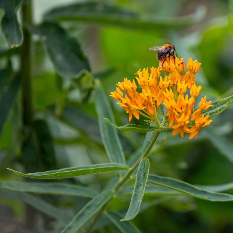 Asclepias tuberosa (semillas) - Algodoncillo (Floración)