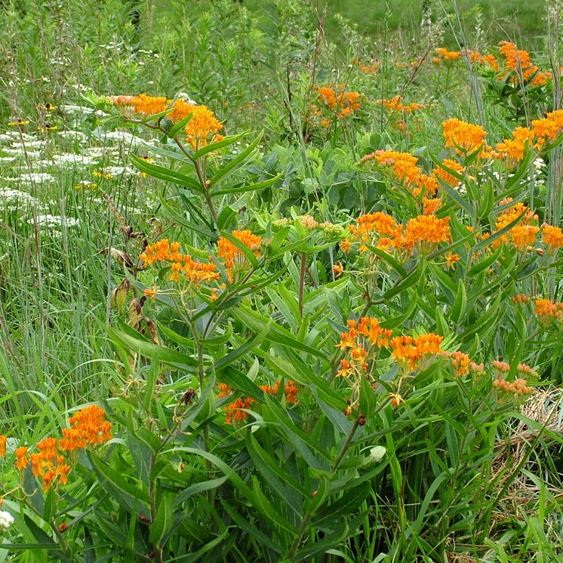 Asclepias tuberosa (semillas) - Algodoncillo (Porte)