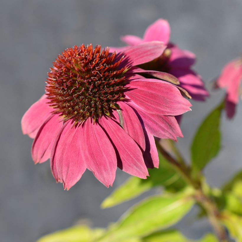 Echinacea purpurea Pow Wow Wild Berry (Floración)