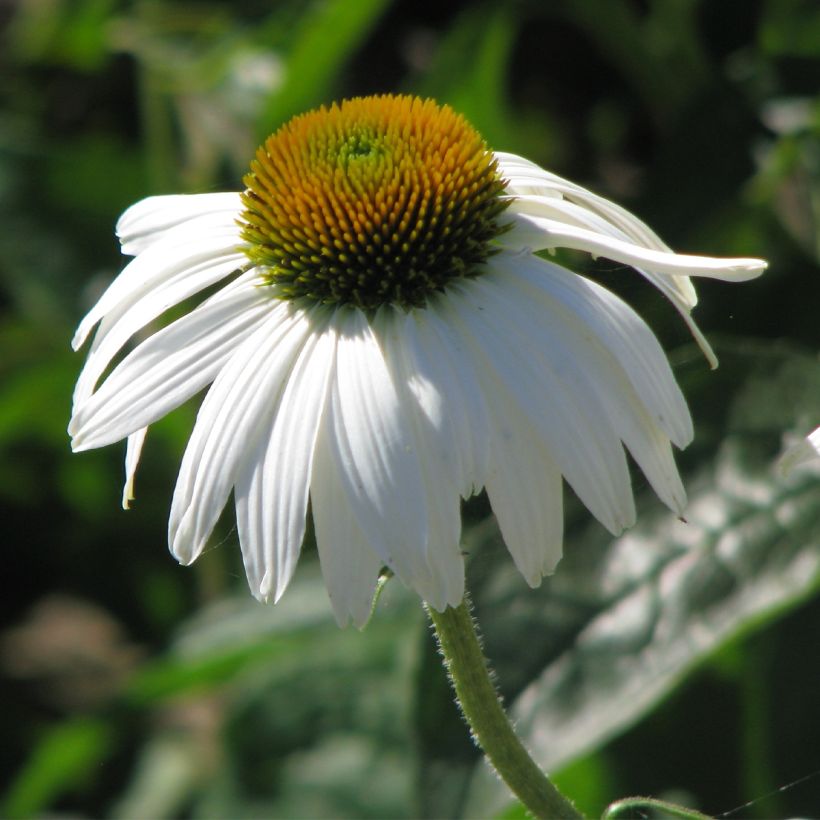 Echinacea purpurea White Swan (Floración)