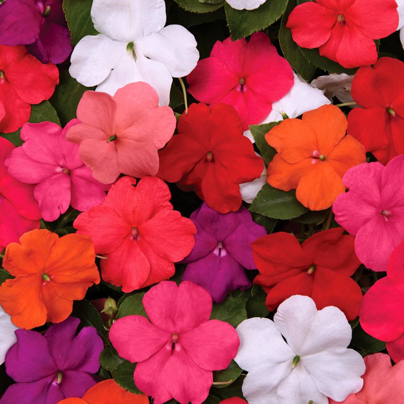 Impatiens walleriana Beacon Mix (semillas) - Alegría de la casa (Floración)