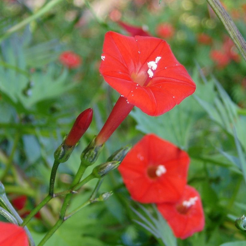 Ipomoea Cardinal Climber (Floración)