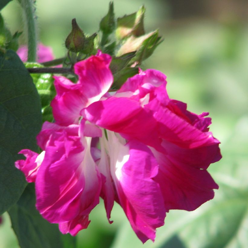 Ipomoea Sunrise Serenade (Floración)