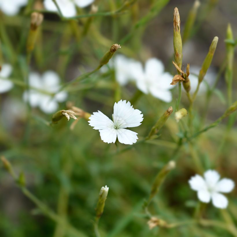 Dianthus deltoides (semillas) - Clavelina (Floración)