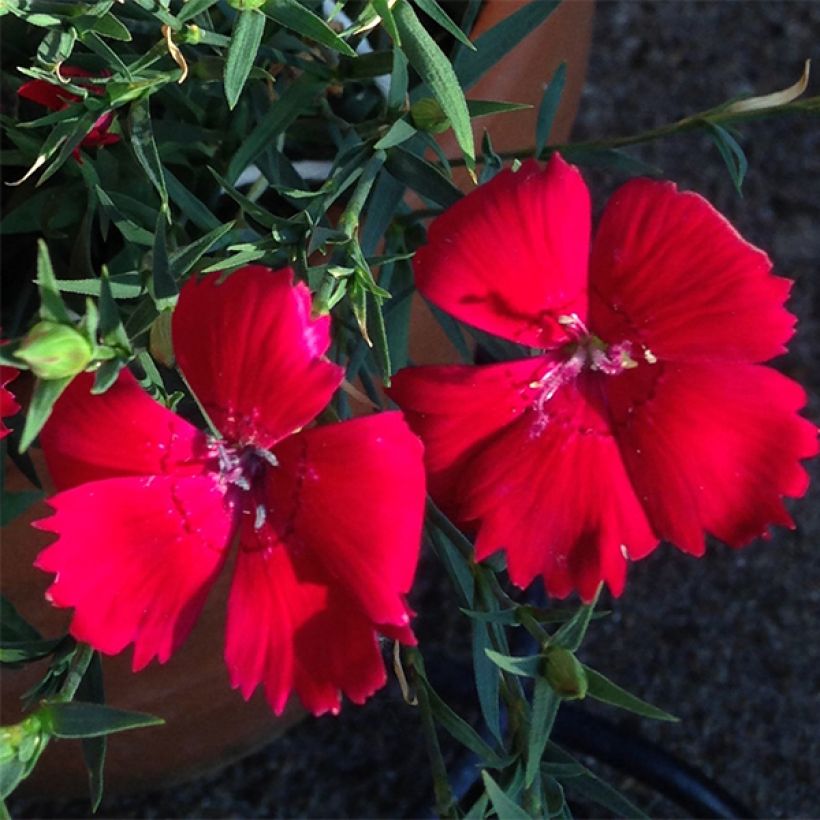 Clavellina - Dianthus deltoides Brilliancy (Floración)