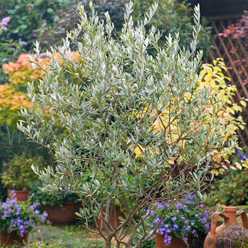 Olivo (semilla) - Olea europaea (Porte)