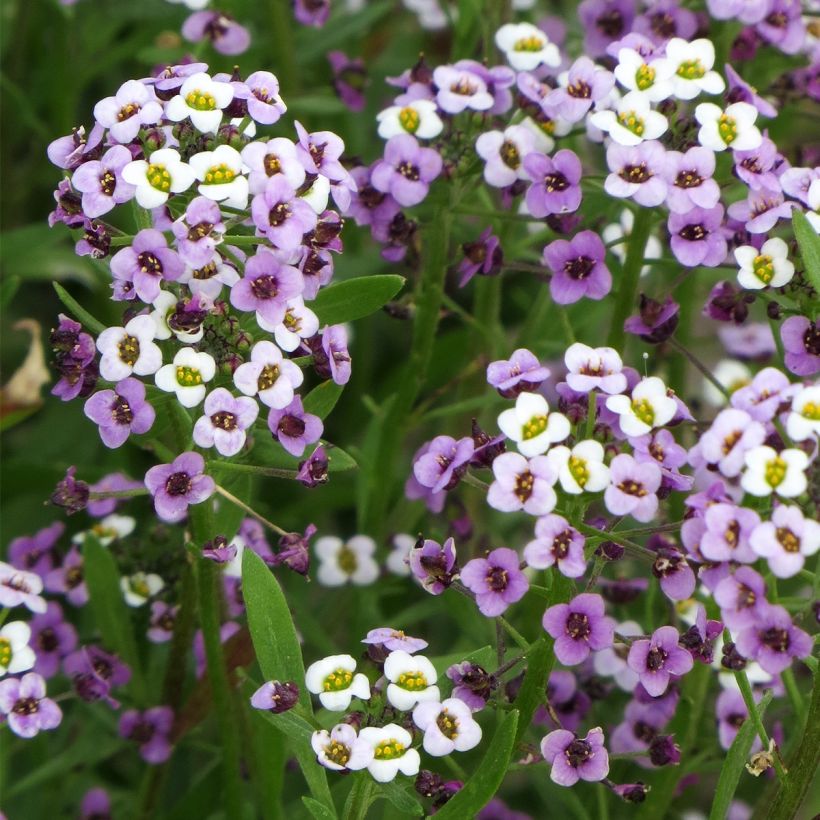 Aliso marítimo Royal Carpet - Lobularia maritima (Floración)