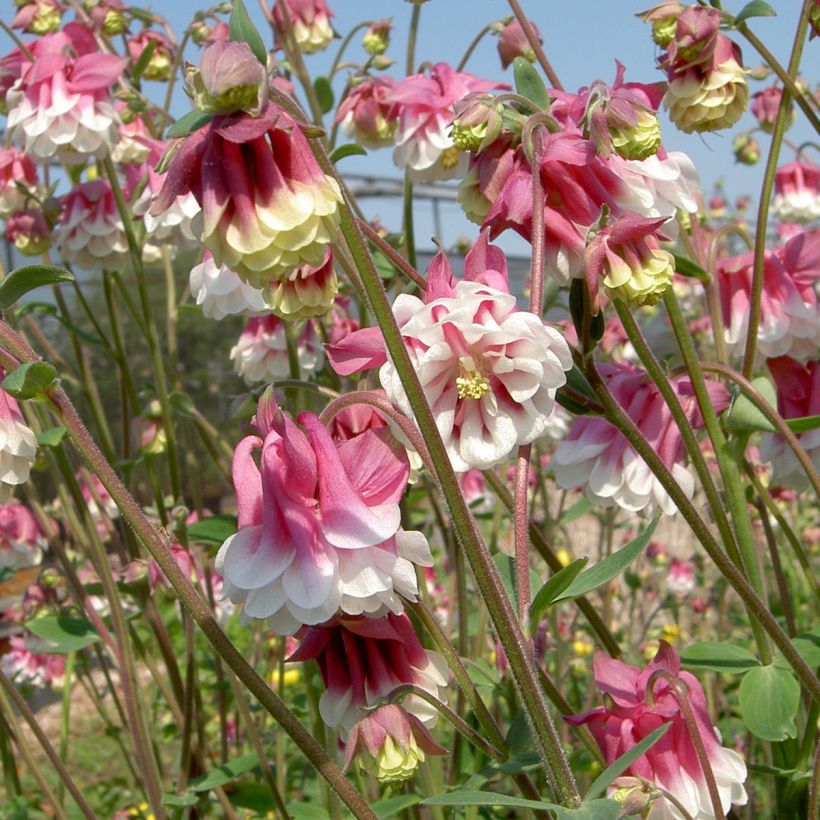 Aquilegia vulgaris Pink Petticoat (Floración)