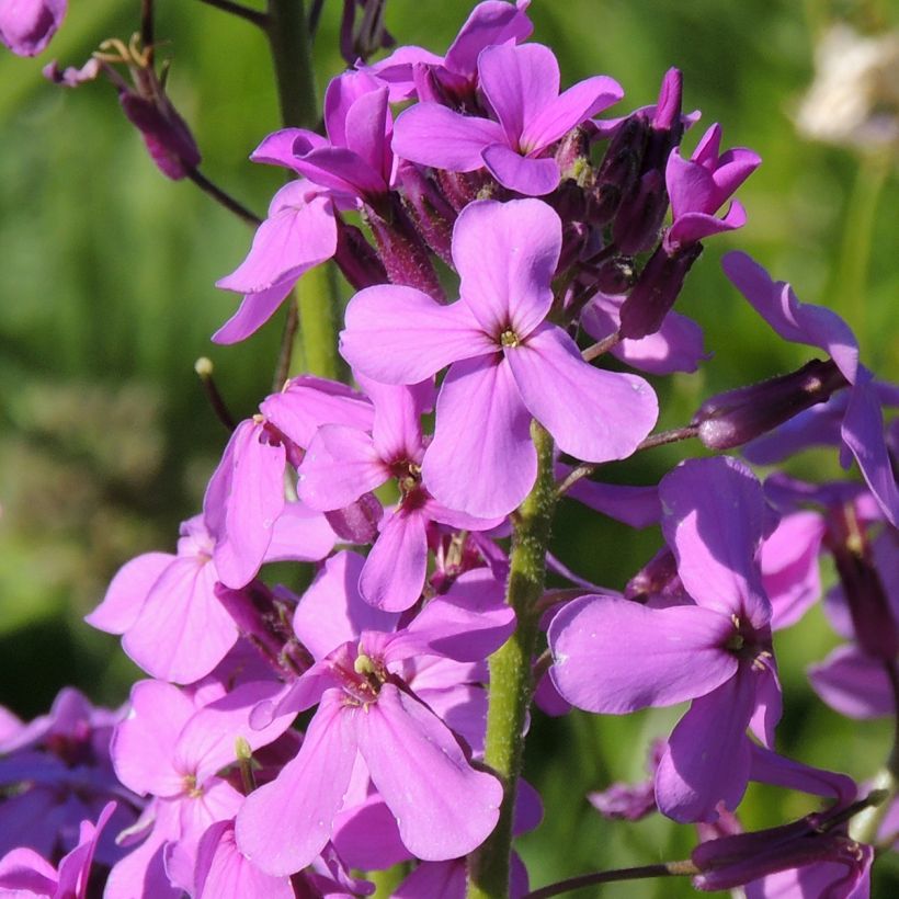 Violeta de los Jardines(semillas) - Hesperis matronalis (Floración)