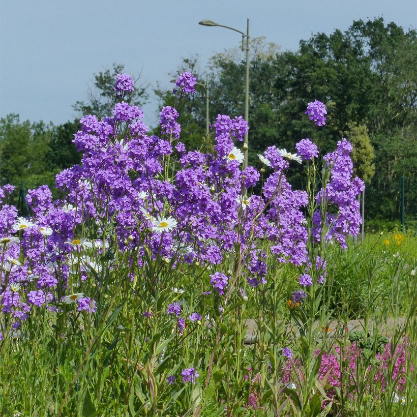 Violeta de los Jardines(semillas) - Hesperis matronalis (Porte)