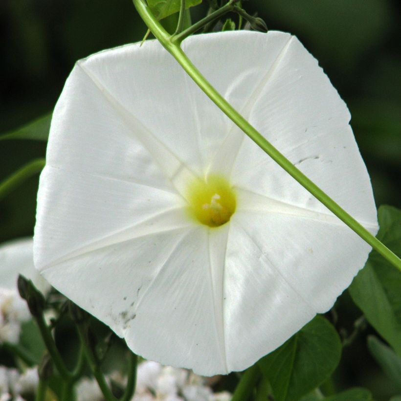 Ipomoea alba - Dama de Noche (Floración)